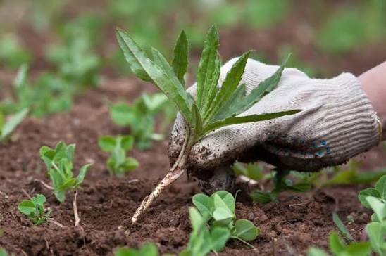 weed picking